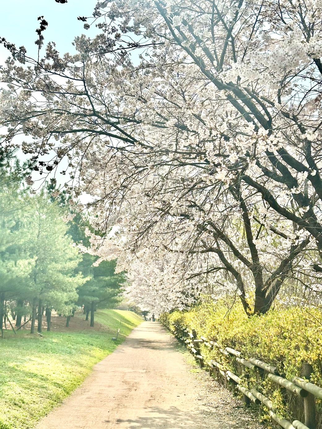 桜の花