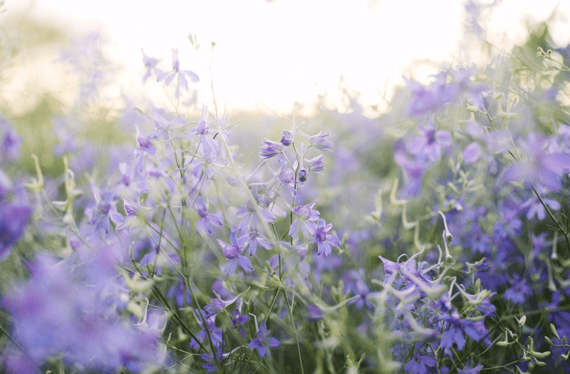 nft-image