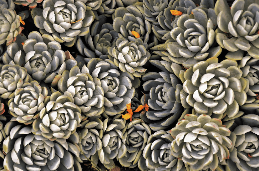 nft-image